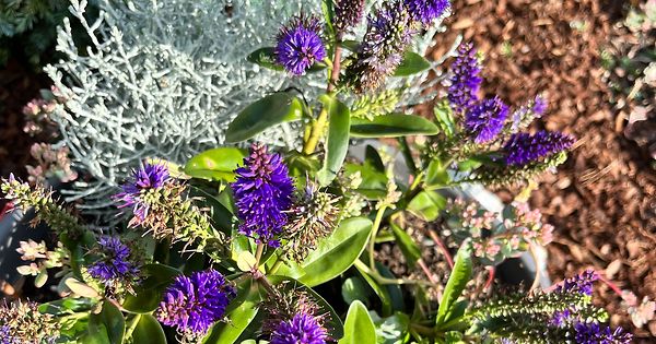 mywort Ehrenpreis Gattung der Familie Wegerichgewächse (Plantaginaceae)