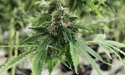 La consommation de cannabis sera bientôt légalisée au Canada. 