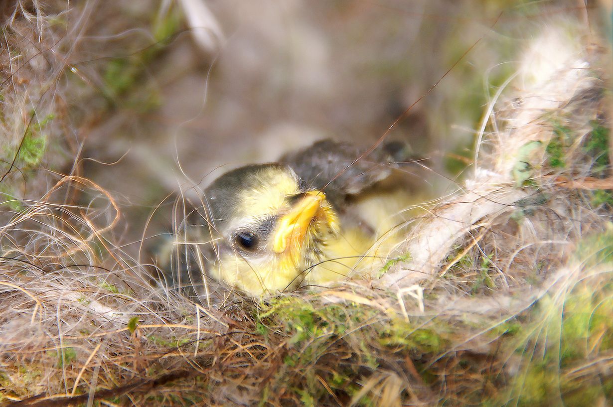 KONICA MINOLTA DIGITAL CAMERA