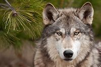 Der Wolf ist offenbar zurück in Luxemburg. Glückslos oder Katastrophe? Diese Frage beantworten Naturschützer und Tierhalter wohl unterschiedlich.