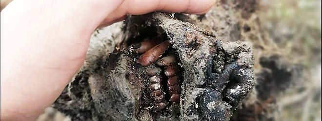 Descoberta única de urso de caverna extinto perfeitamente preservado, mostrando os seus dentes após pelo menos 22 mil anos. 