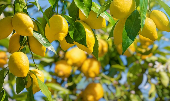 Bring a natural air freshener into your home in the form of a citrus tree