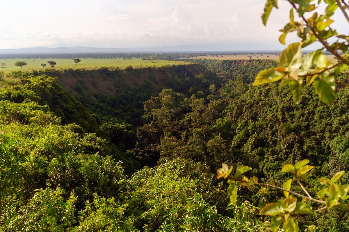 Die Kyambura-Schlucht ist eine Senke in der Savanne und Heimat einer  kleinen Schimpansen-Population. 