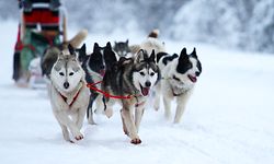 Vous pouvez apprendre à les connaître et partir en randonnée avec eux: elle est pas belle la vie?