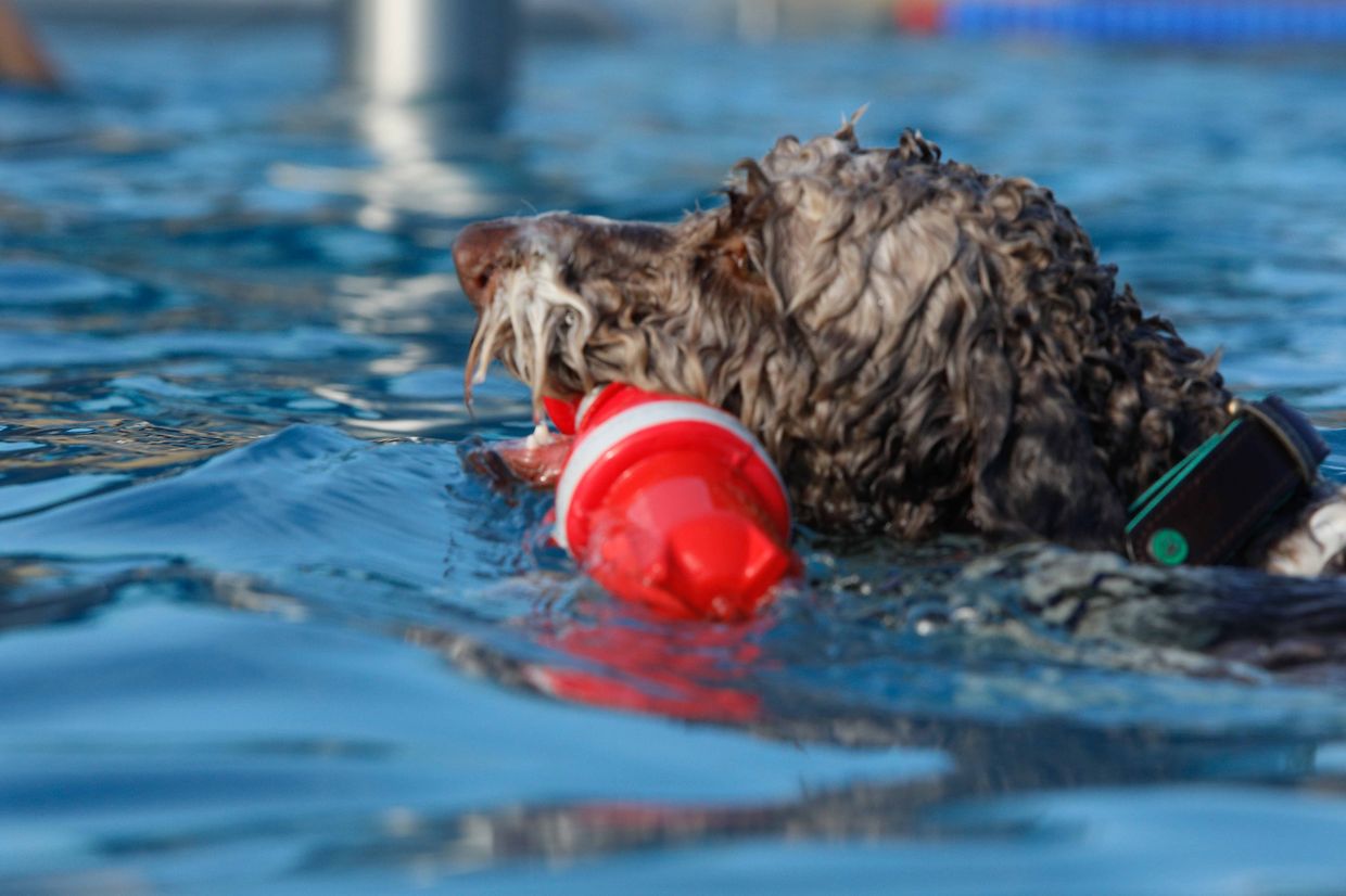 Lokales, Aqua Park, Schwimmbad, Hundeschwimmen, Badespass Foto: Luxemburger Wort/Anouk Antony