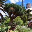 Palmetum auf Tenerife
