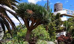 Palmetum auf Teneriffa