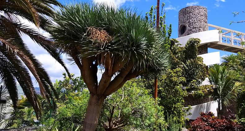 Palmetum auf Teneriffa