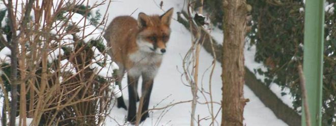 Ein Fuchs mit Winterfell im Wald.