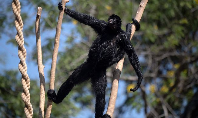 A monkey at the Quinta da Boa Vista Park in Rio de Janeiro, Brazil on May 04, 2021. The Rio BioPark is the new name of the oldest Brazilian zoo, converted into a biodiversity conservation centre