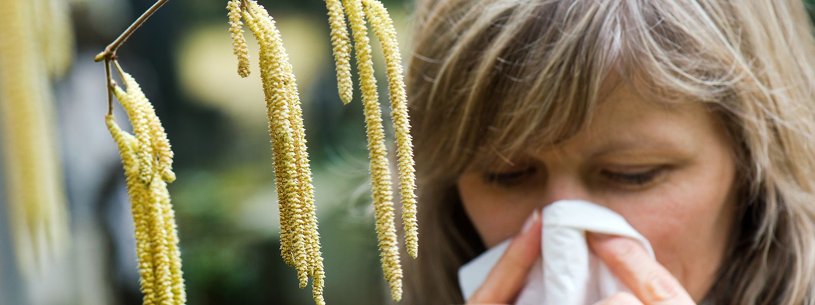 L'aulne et le noisetier sont particulièrement agressifs pour les allergiques ces derniers jours. 