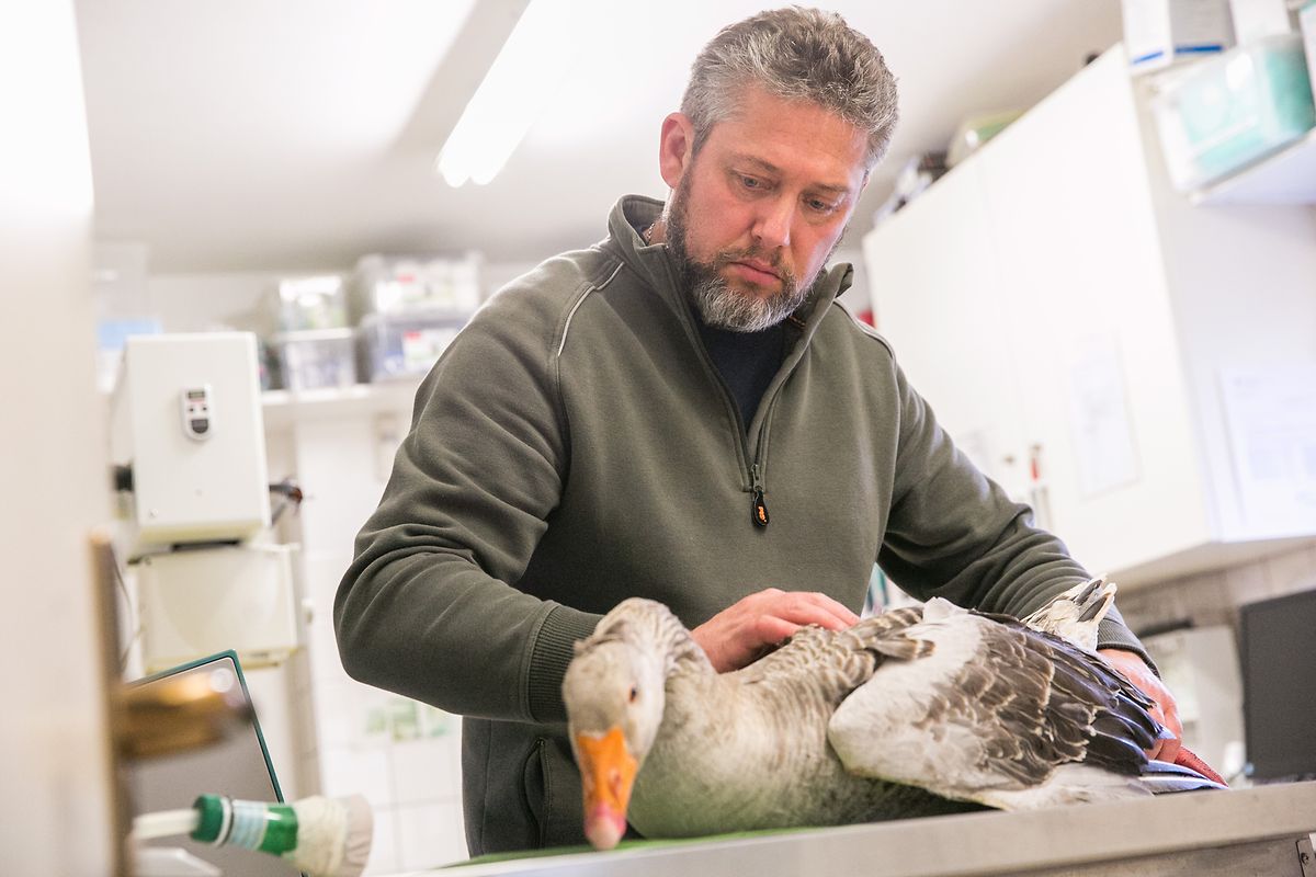 Diese Ente ist verletzt und schwach - und einer von vielen Patienten in der Pflegestation in Düdelingen.