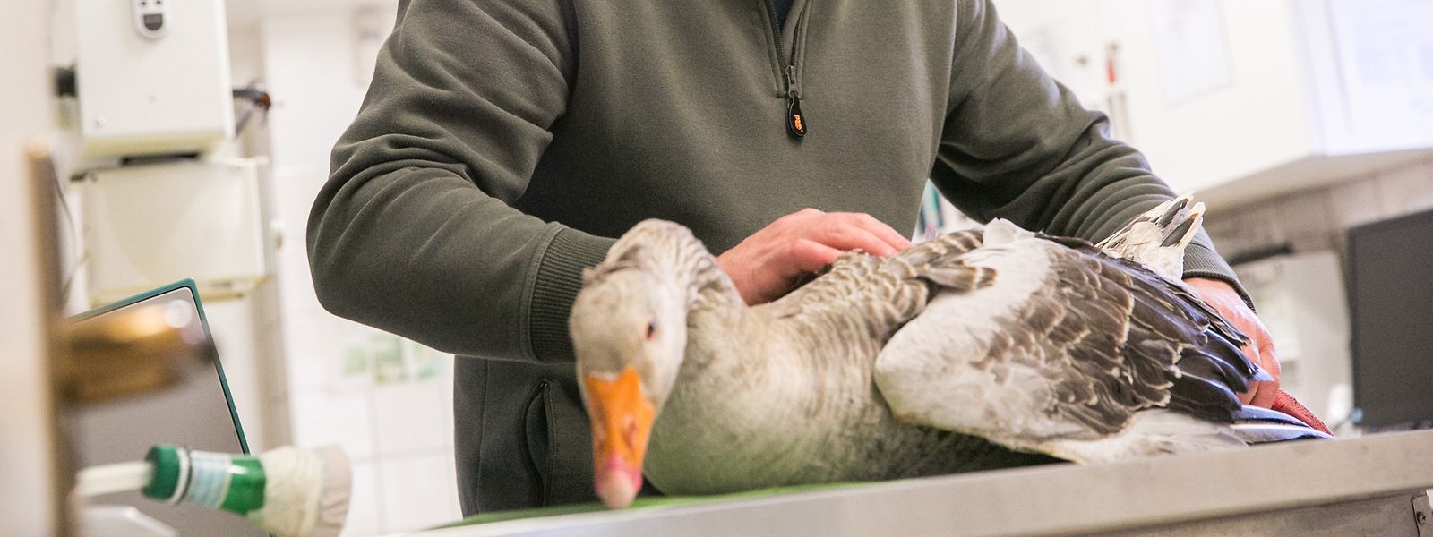 Die Ente ist verletzt und schwach - und einer von vielen Patienten in der Pflegestation in Düdelingen.