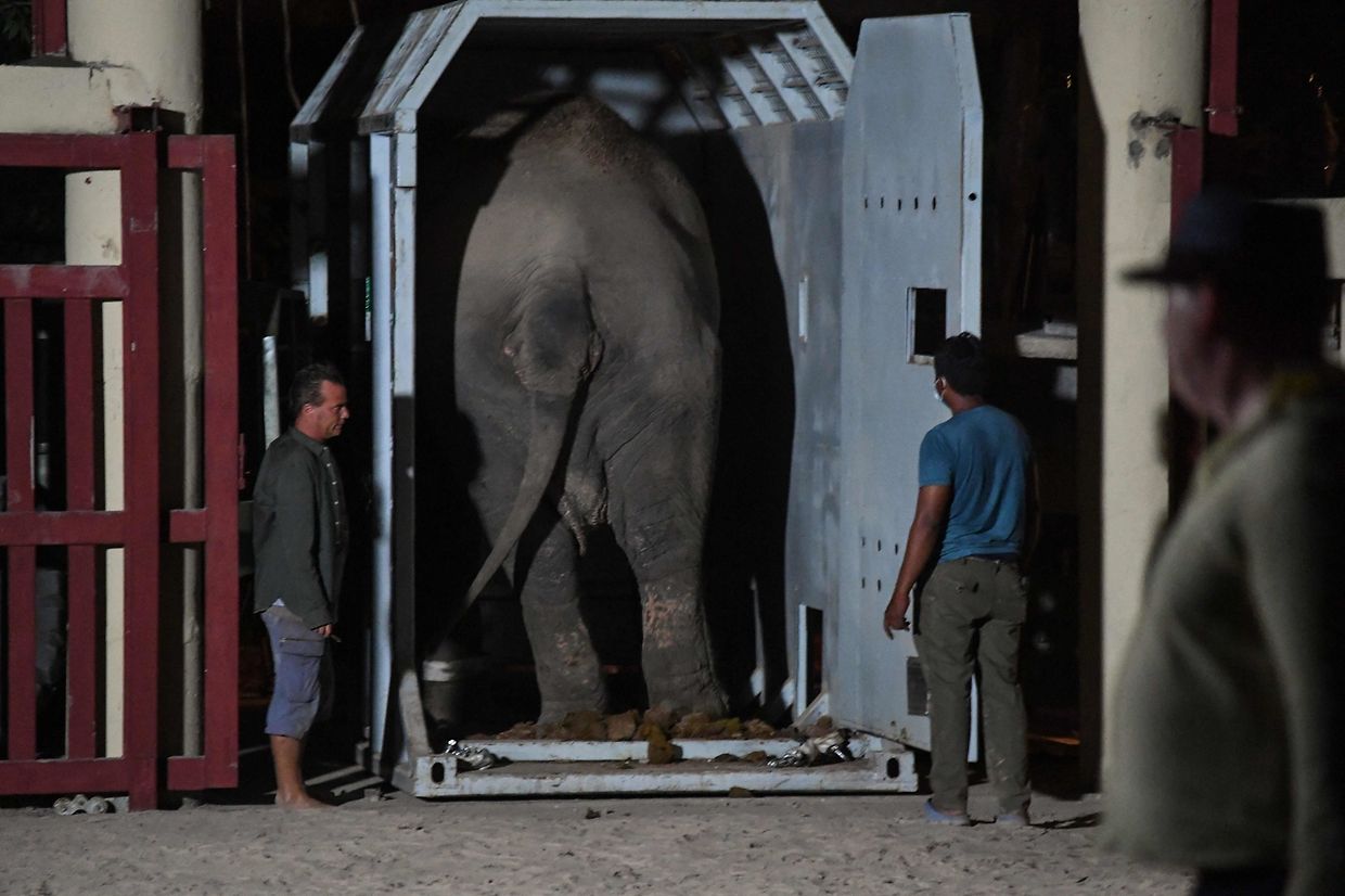 A chegada de Kaavan, "o elefante mais solitário do Mundo" ao Camboja