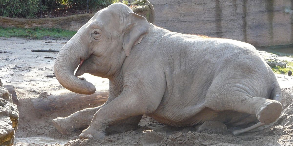 trauer im zoo leipziger elefantenbaby ist tot