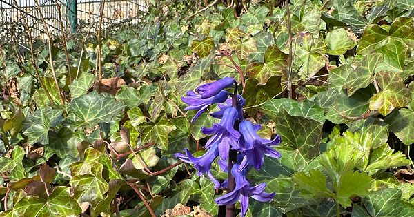 mywort Blickfang Im