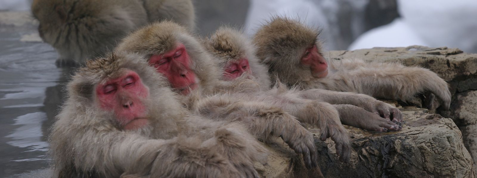 Die Rotgesichtsmakaken pflegen die Kunst des Entspannens auf hohem Niveau.