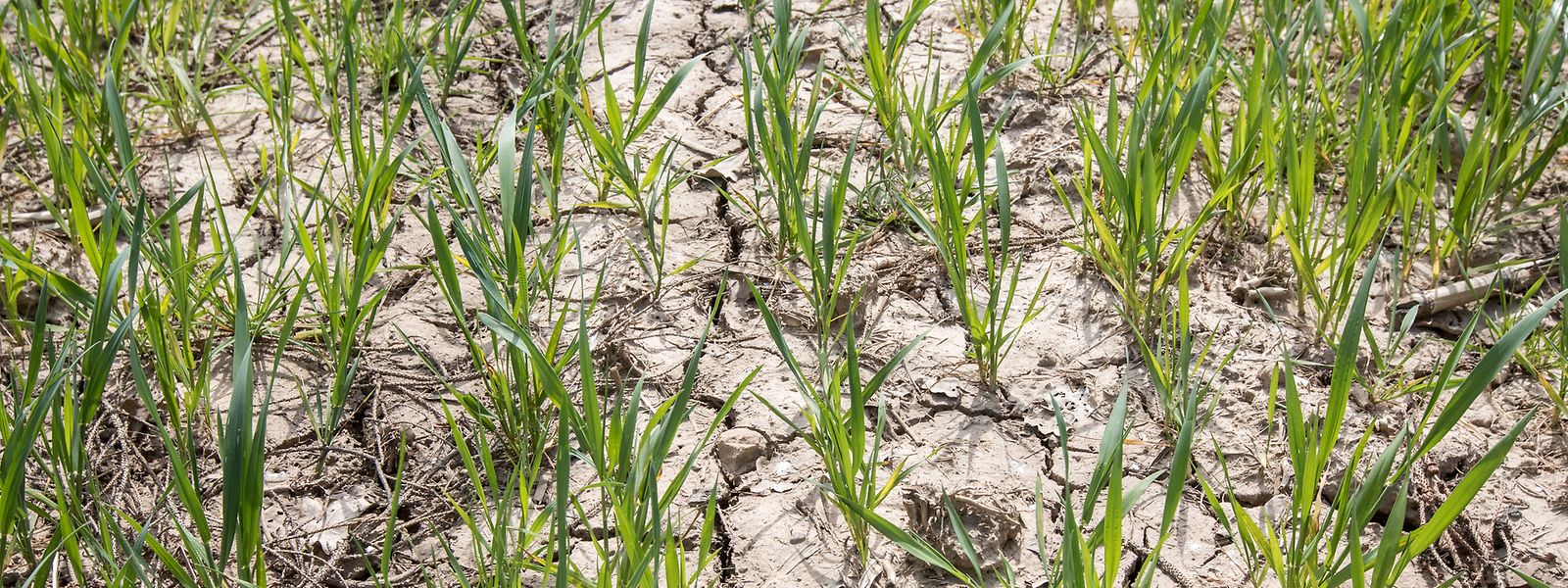 Auf den Getreidefeldern zeigen sich mittlerweile in den erst zugeschwemmten, dann ausgetrockneten Böden tiefe Risse.