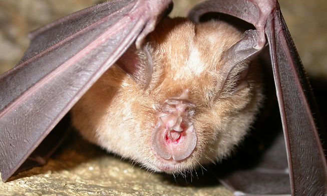 The face of a hibernating greater horseshoe bat, featuring the horseshoe- shaped organ that collects sound waves the animal sends to locate insects 