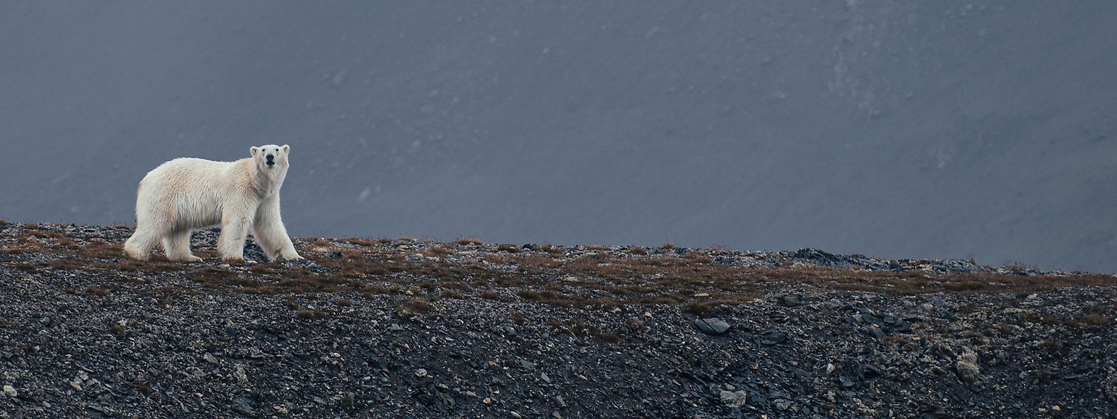 Rund 3000 Polarbären bevölkern das Svalbard-Archipel. Doch die Herrscher der Arktis sind bedroht.