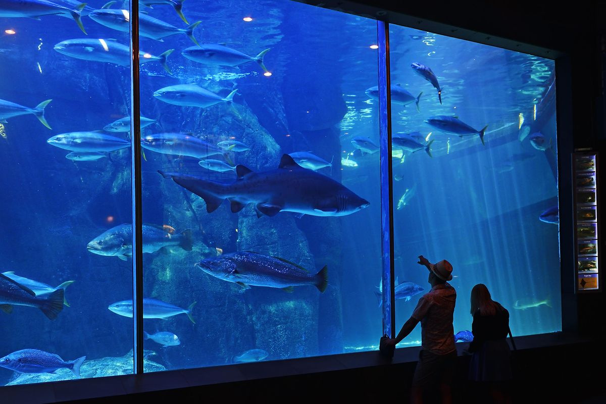 Alle Angsthasen können die Haifische trockenen Fußes im Two Oceans Aquarium in Kapstadt beobachten.