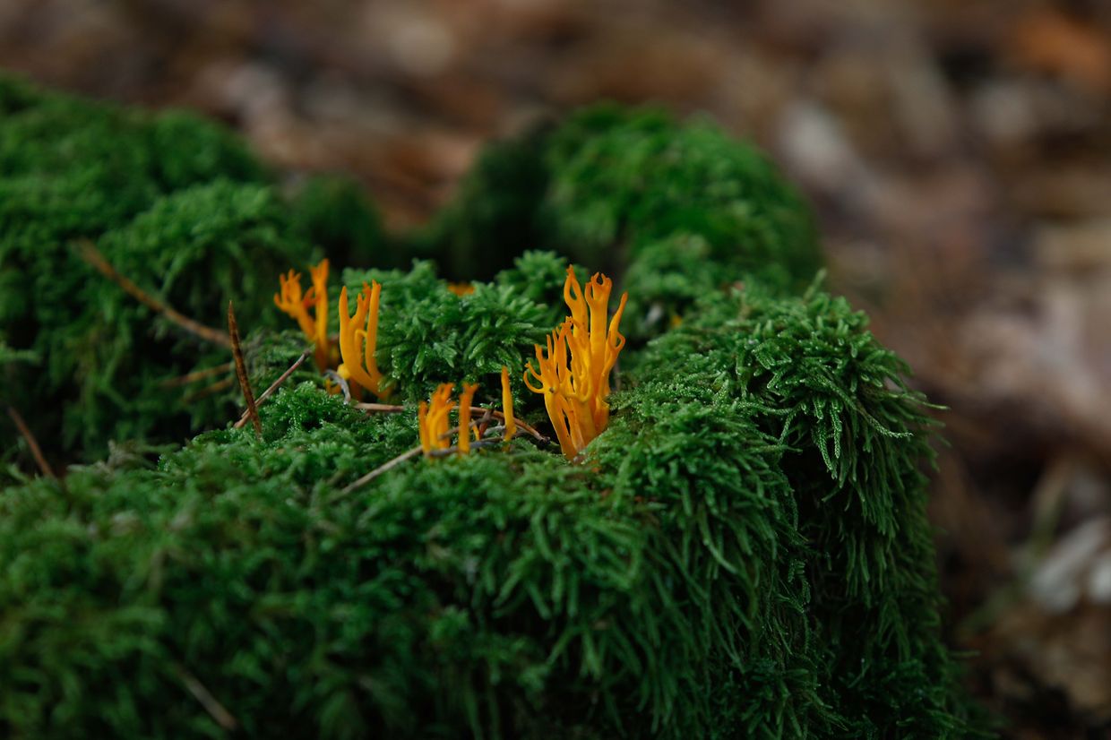 Illustration, Natur, Wald, Landschaft, Baum, Bäume, Blätter und Pilze, Licht Herbstaufnahmen Foto: Luxemburger Wort/Anouk Antony