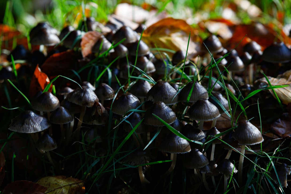 Illustration, Natur, Pilze,  Foto: Luxemburger Wort/Anouk Antony