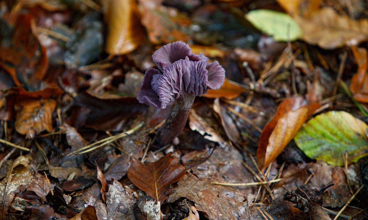 Illustration, Natur, Pilze,  Foto: Luxemburger Wort/Anouk Antony
