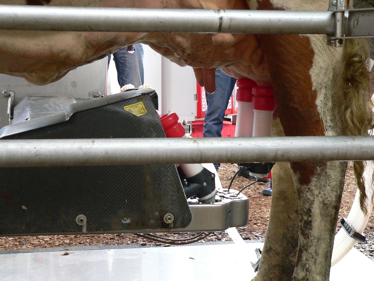 Die "Foire agricole" wusste den Regen am Samstag bereits mit einem abwechslungsreichen Show-Programm zur Nebensache werden zu lassen.