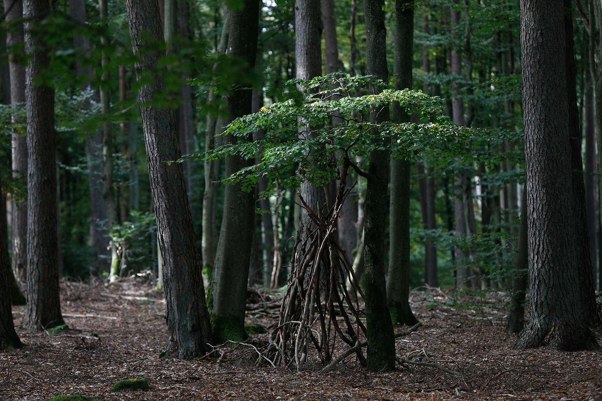 Illustration, Natur, Wald, Landschaft, Baum, Bäume, Blätter und Pilze, Licht Herbstaufnahmen Foto: Luxemburger Wort/Anouk Antony