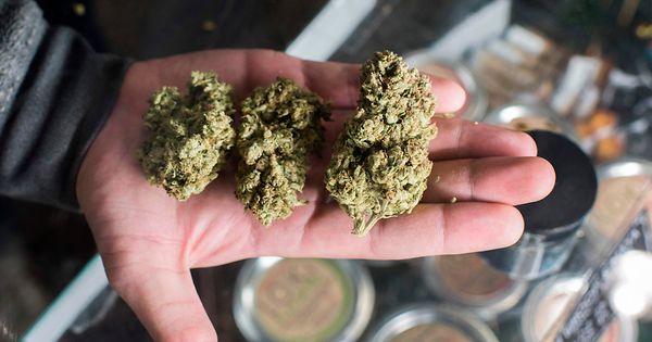 Use of medical cannabis almost triples in Luxembourg
