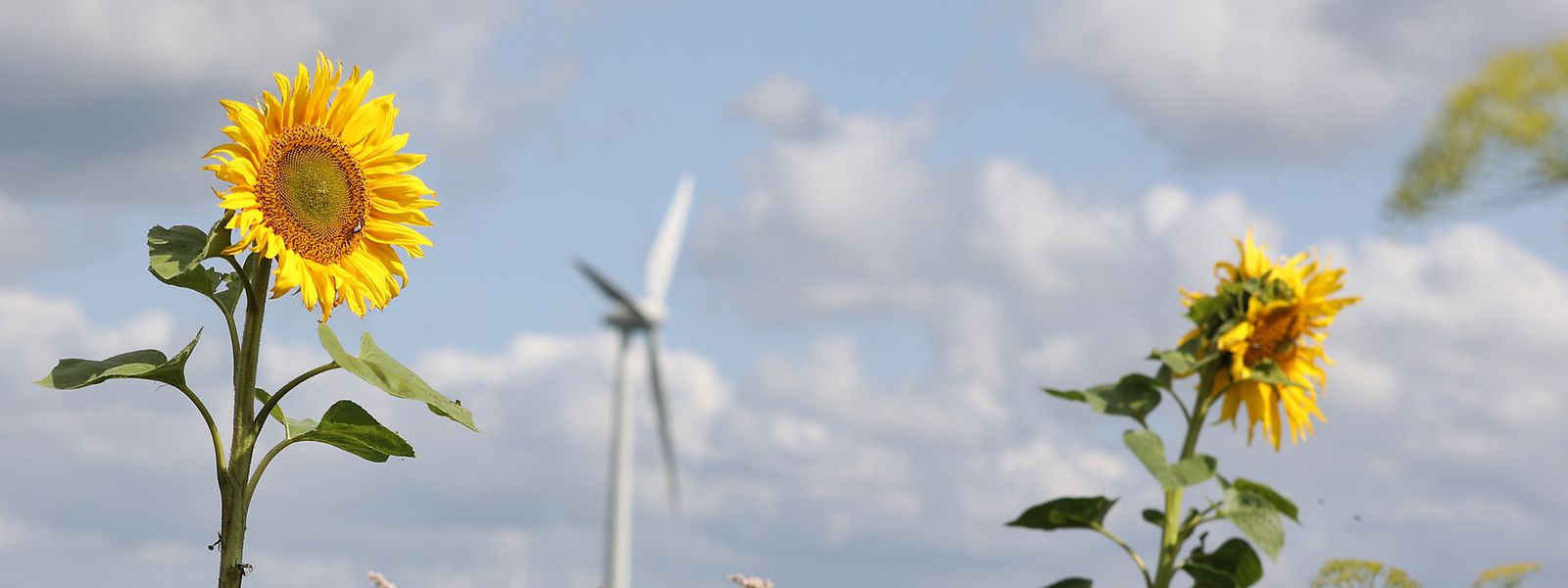 Si la production éolienne a progressé de 65 GWh en 2019, celle de la biomasse a crû de 27 GWh.