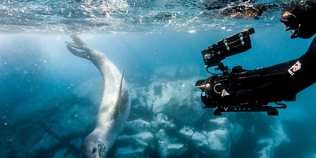 Attenborough's nature series screened with live orchestra - Vimarsana News