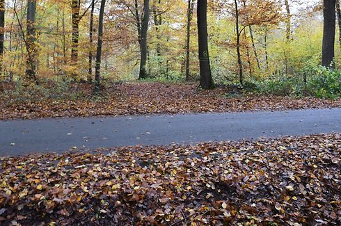 Die Leiche von Emeka O. war am 10. November 2016 in einem Waldstück bei Leudelingen gefunden worden.