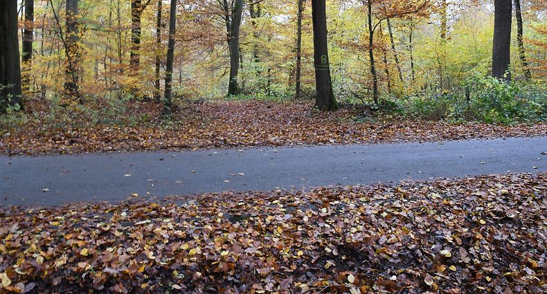 Die Leiche von Emeka O. war am 10. November 2016 in einem Waldstück bei Leudelingen gefunden worden.