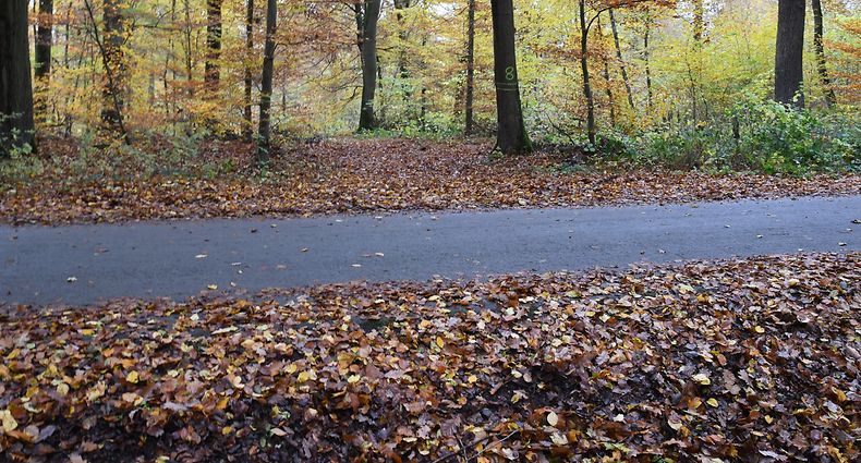 Die Leiche von Emeka O. war am 10. November 2016 in einem Waldstück bei Leudelingen gefunden worden.