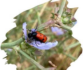 {"uid":"3F0BF7B7-41C4-40A3-A6A5-614C6C1C8199_1625809806725","source":"other","origin":"unknown"}