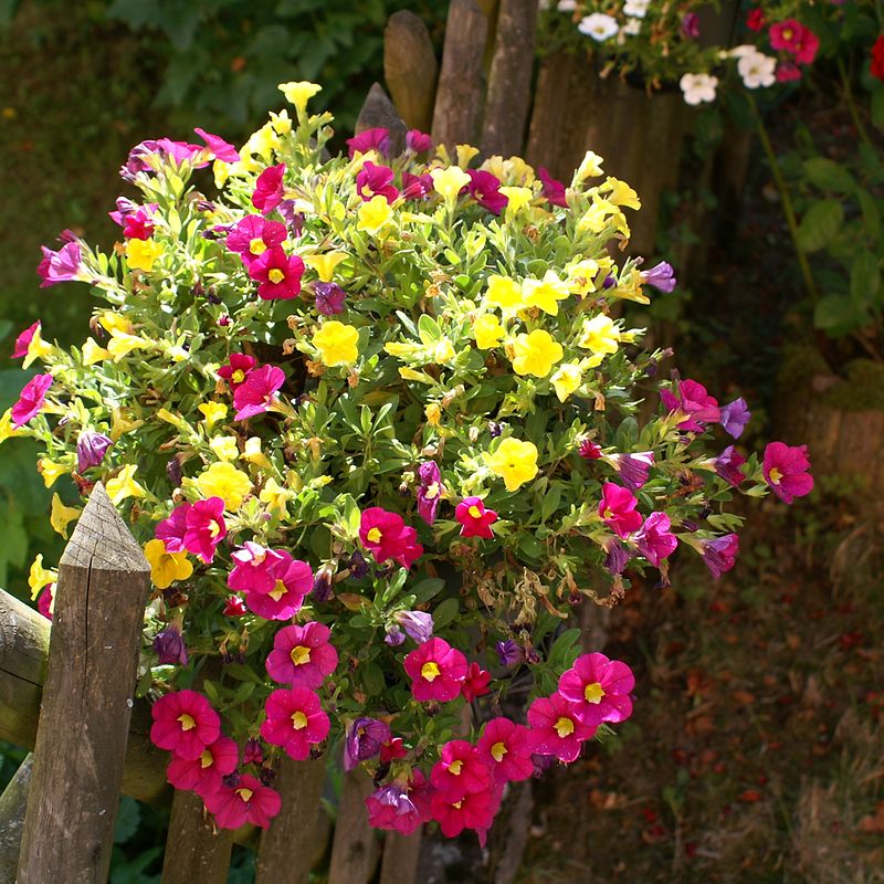 Mywort Mini Petunien