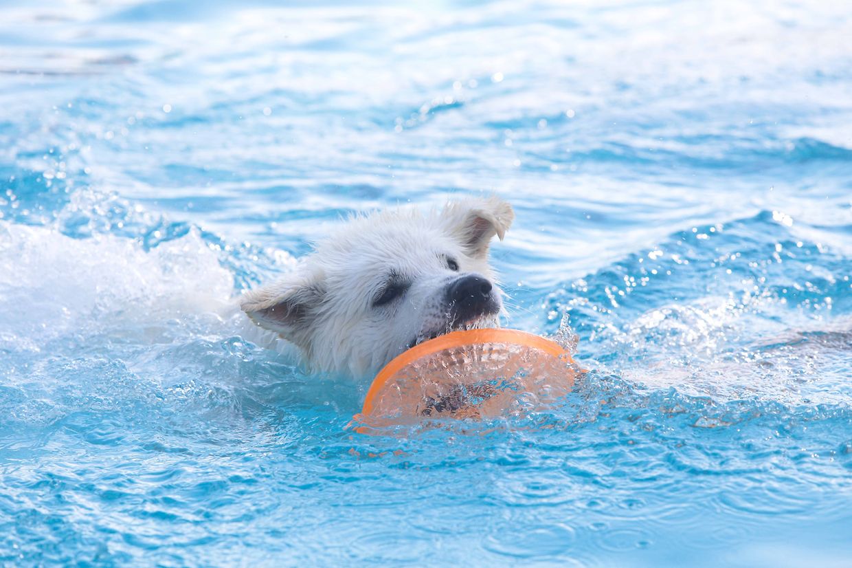 Lokales, Aqua Park, Schwimmbad, Hundeschwimmen, Badespass Foto: Luxemburger Wort/Anouk Antony