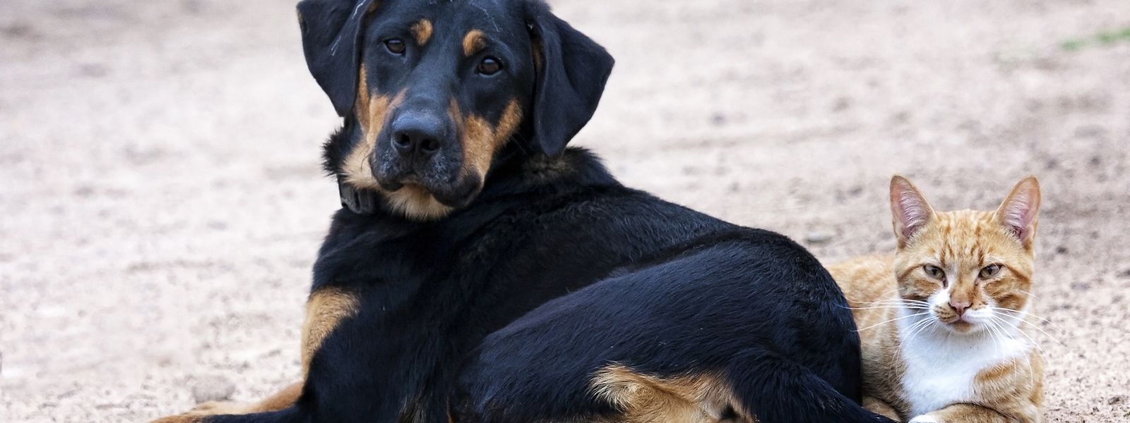Wenn man seine Tiere nicht leiden sehen möchte, sollte man mit seinem Tierarzt über das Theam Euthanasie sprechen.