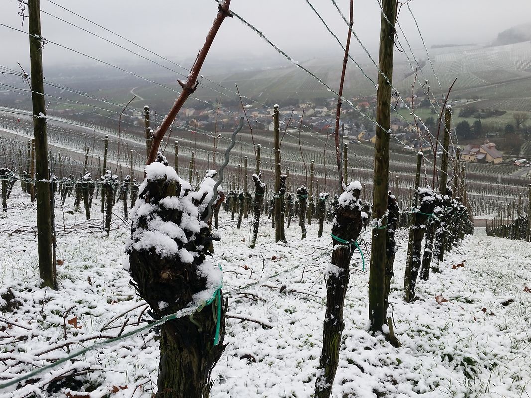 In den Weinbergen von Wellenstein