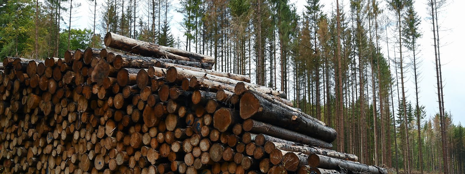 Eine Forschergruppe hält das Potenzial von Baumpflanzungen als Mittel gegen den Klimawandel für dramatisch überbewertet.