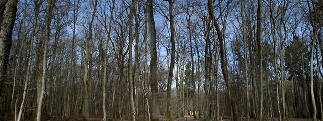 Der Wald als letzte Ruhestätte: Seit Mitte vergangenen Jahres gibt es den Waldfriedhof im „Zéissengerbësch“. Noch scheint die Beisetzung im Wald jedoch die Ausnahme darzustellen.
