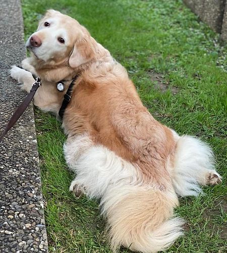 If he's lucky, Winston gets some chicken from the owners at ELA