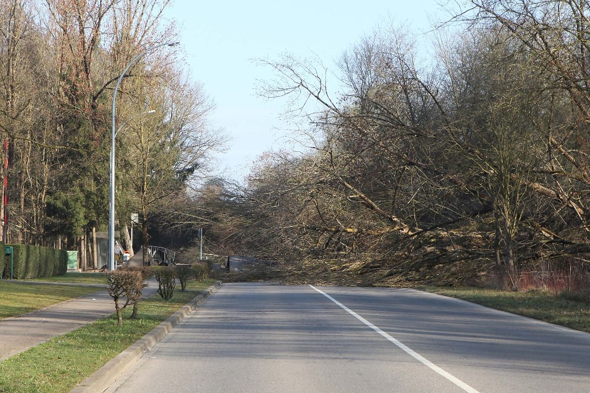 Der abegerutschte Hand riss Bäume mit sich und machte die Straße nach Monnerich unpassierbar.