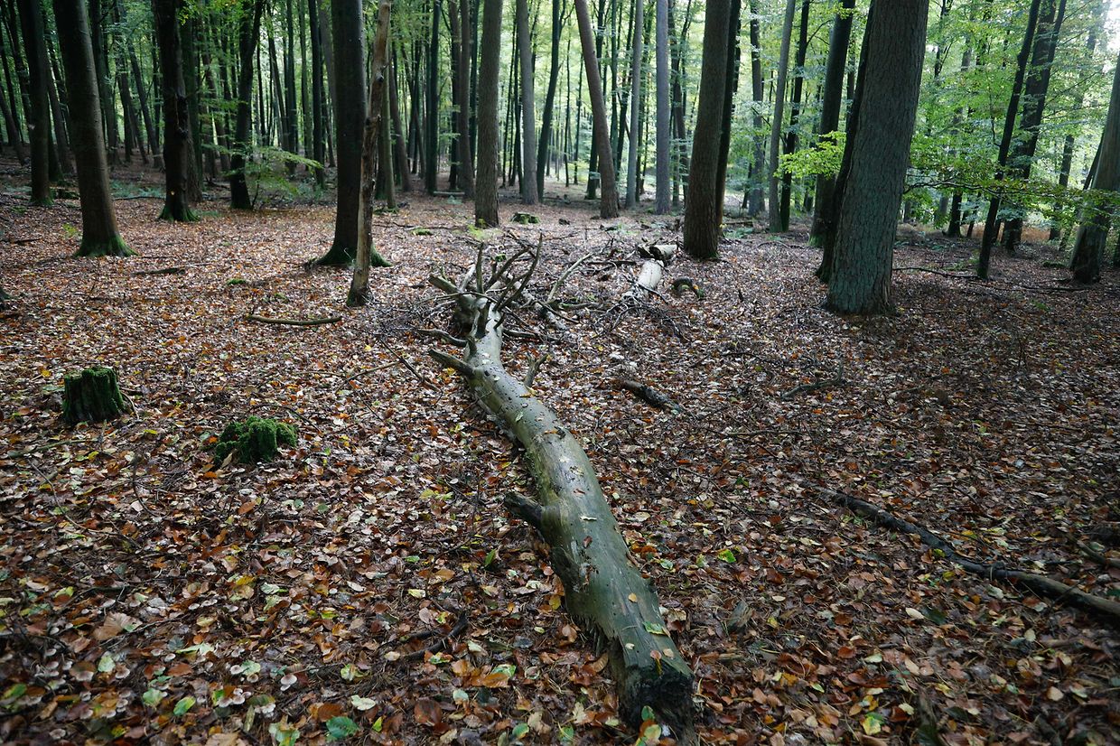 Illustration, Natur, Pilze, Jagd, Wald, Herbst, Treibjagt  Foto: Luxemburger Wort/Anouk Antony
