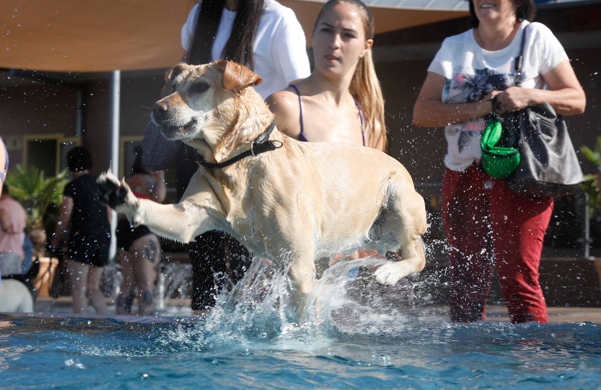 Lokales, Aqua Park, Schwimmbad, Hundeschwimmen, Badespass Foto: Luxemburger Wort/Anouk Antony