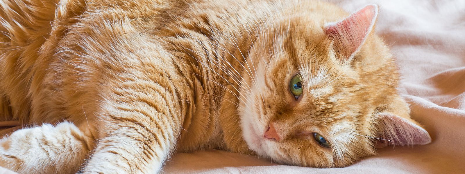 Frisst eine Katze nicht, kann das in einigen Fällen auf Schnupfen zurückgeführt werden. 