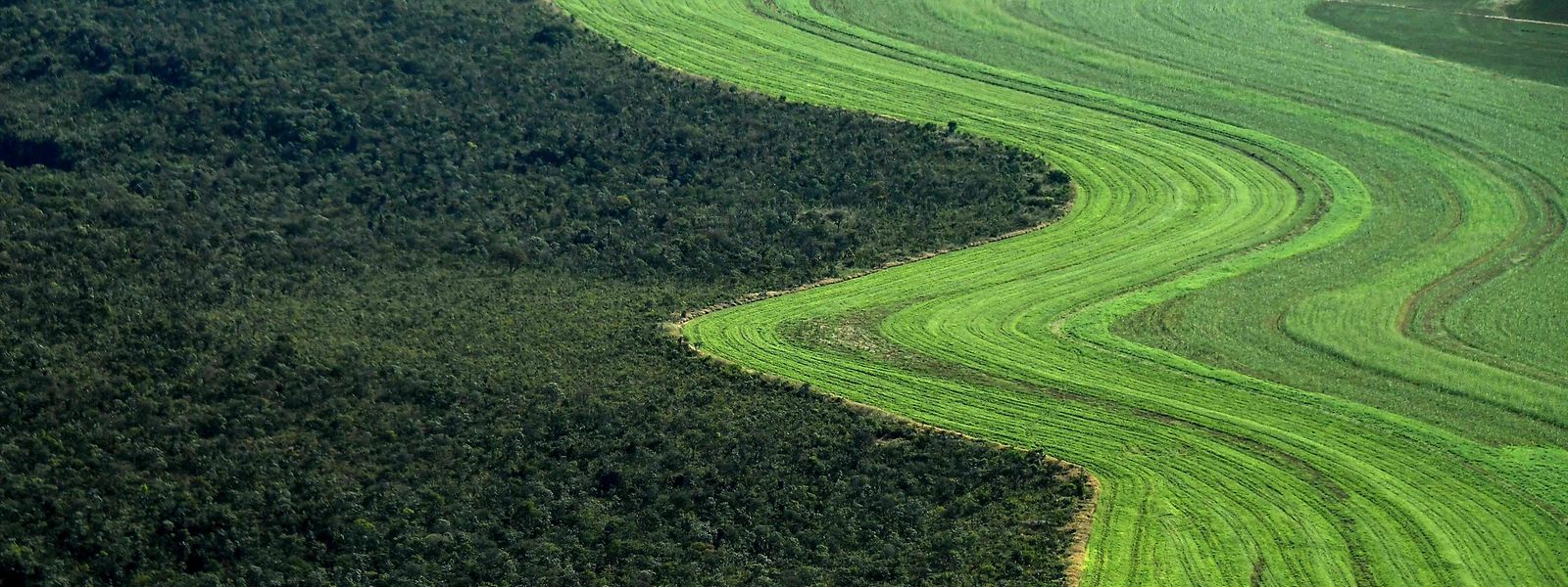 Ein landwirtschaftlich genutztes Feld neben einer Savanne in Rio Preto in Brasilien. Der Weltklimarat fordert mehr Maßnahmen zum Schutz von Wäldern und Mooren.