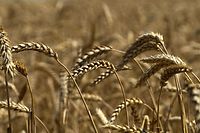 Campo de trigo perto de Novoazovsk nos arredores de Mariupol, no sul da Ucrânia.